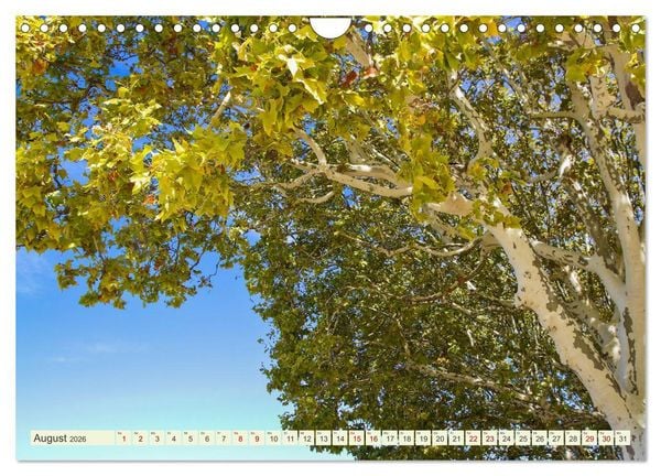 Produktbild: Mediterrane Flora - Pflanzen des S&uuml;dens (Wandkalender 2026 DIN A4 quer), CALVENDO Monatskalender