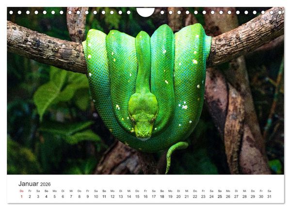 Produktbild: Reptilien - Tierische Farbenpracht (Wandkalender 2026 DIN A4 quer), CALVENDO Monatskalender