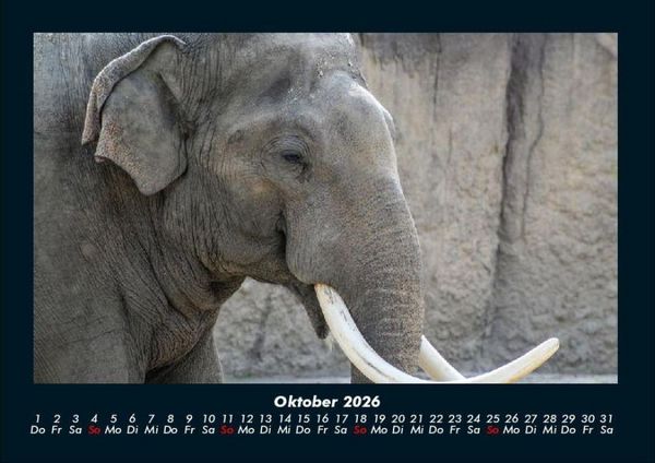 Produktbild: Elefanten Kalender 2026 Fotokalender DIN A4