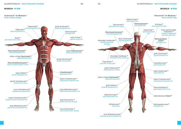 Produktbild: W&ouml;rterbuch Medizin Deutsch-Ukrainisch, Ukrainisch-Deutsch mit zweisprachigen Anatomietafeln