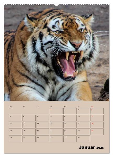 Produktbild: Gro&szlig;katzen. Raubkatzengesichter (hochwertiger Premium Wandkalender 2026 DIN A2 hoch), Kunstdruck in Hochglanz