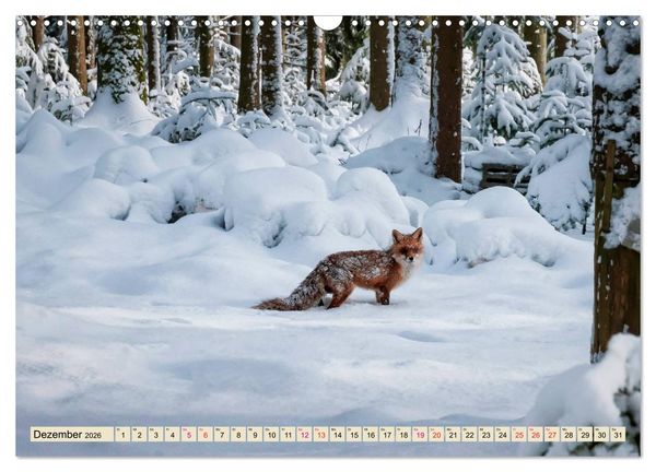Produktbild: Fuchs - schlauer R&auml;uber (Wandkalender 2026 DIN A3 quer), CALVENDO Monatskalender