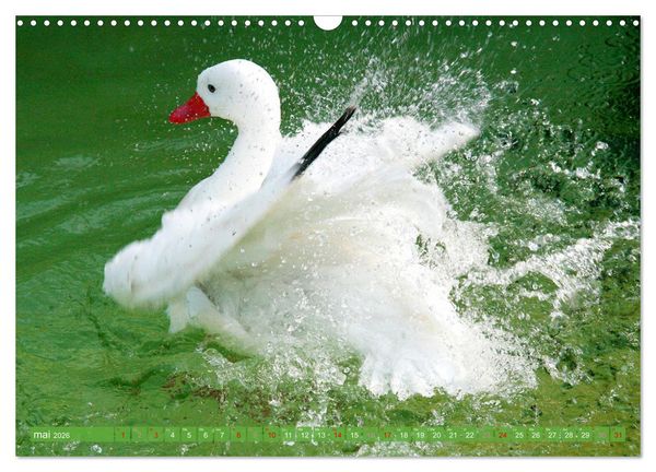 Produktbild: D'adorables nageurs &agrave; plumes (Calendrier mural 2026 DIN A3 vertical), CALVENDO calendrier mensuel