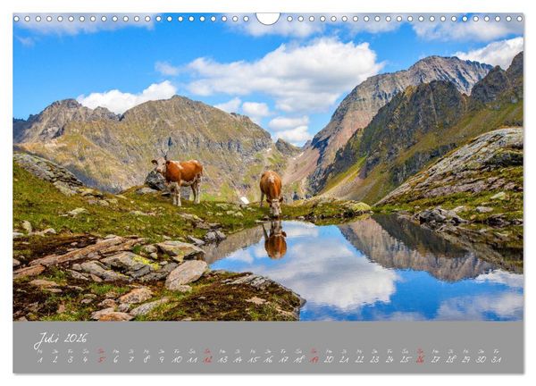 Produktbild: Friedliche K&uuml;he (Wandkalender 2026 DIN A3 quer), CALVENDO Monatskalender