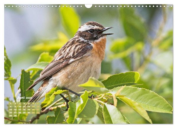 Produktbild: V&ouml;gel in unserer Heimat: Kiebitz, Wiedehopf und Turteltaube (Wandkalender 2026 DIN A3 quer), CALVENDO Monatskalender