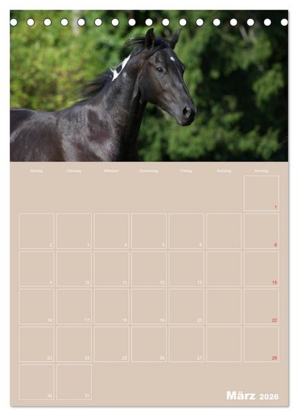 Produktbild: Pferde / Planer (Tischkalender 2026 DIN A5 hoch), CALVENDO Monatskalender