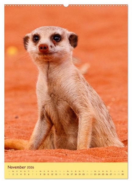 Produktbild: Erdm&auml;nnchen - Eine Kolonie in der Kalahari (hochwertiger Premium Wandkalender 2026 DIN A2 hoch), Kunstdruck in Hochglanz