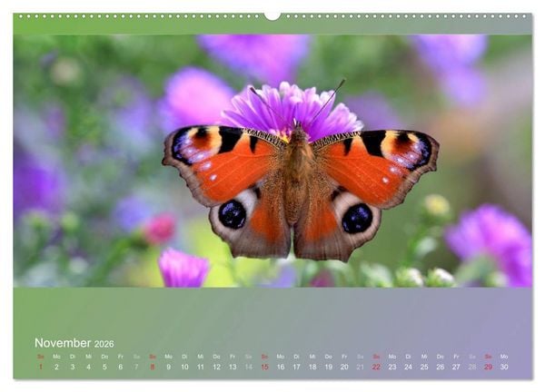 Produktbild: Falter, K&auml;fer und Co.faszinierend, doch extrem gef&auml;hrdet (Wandkalender 2026 DIN A2 quer), CALVENDO Monatskalender