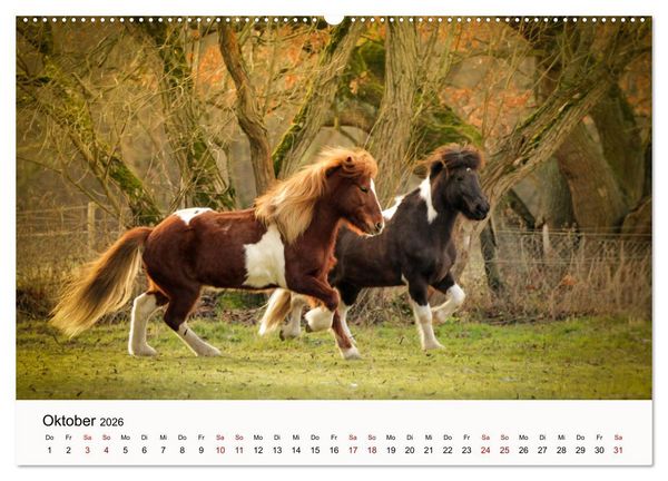 Produktbild: Isl&auml;nder - icelandic horses (Wandkalender 2026 DIN A2 quer), CALVENDO Monatskalender