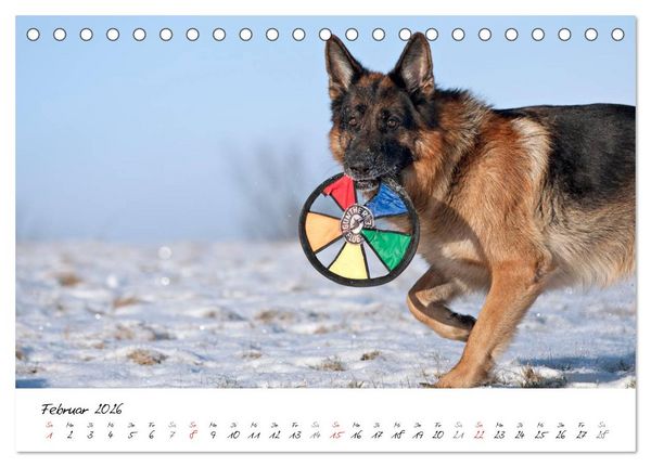 Produktbild: Deutsche Sch&auml;ferhunde - Traumhunde (Tischkalender 2026 DIN A5 quer), CALVENDO Monatskalender