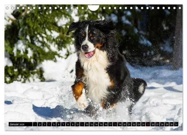 Produktbild: Berner Sennenhunde in Action (Wandkalender 2026 DIN A4 quer), CALVENDO Monatskalender