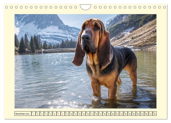 Produktbild: Bloodhound Momente. Zielstrebige Schn&uuml;ffler mit treuer Seele (Wandkalender 2026 DIN A4 quer), CALVENDO Monatskalender