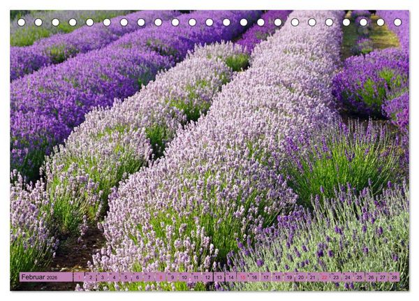 Produktbild: Farbzauber Lavendel (Tischkalender 2026 DIN A5 quer), CALVENDO Monatskalender