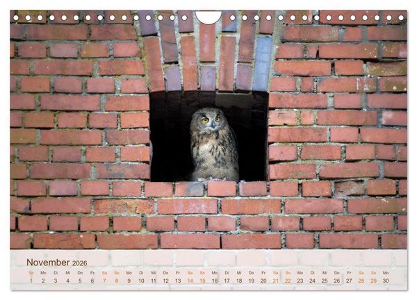 Produktbild: Uhu Highlights (Wandkalender 2026 DIN A4 quer), CALVENDO Monatskalender