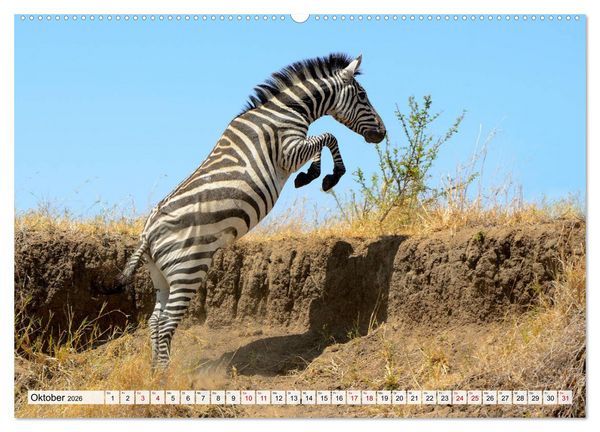 Produktbild: Faszination Afrika: Zebras (hochwertiger Premium Wandkalender 2026 DIN A2 quer), Kunstdruck in Hochglanz