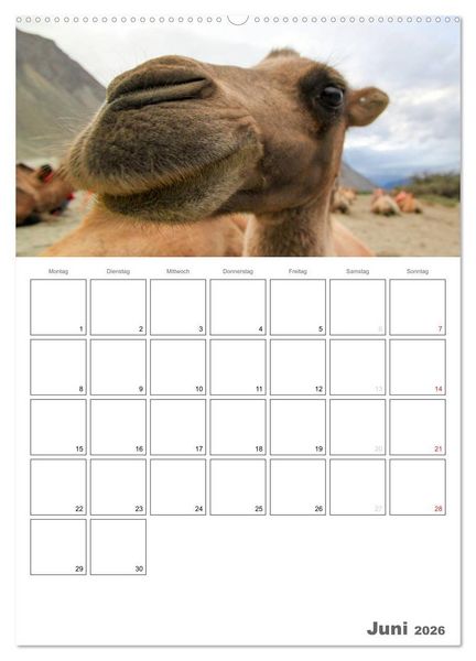 Produktbild: Kamel Portr&auml;t (hochwertiger Premium Wandkalender 2026 DIN A2 hoch), Kunstdruck in Hochglanz