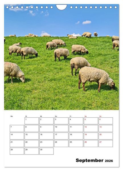 Produktbild: Fr&uuml;hling im Alten Land - Baumbl&uuml;tenzeit (Wandkalender 2026 DIN A4 hoch), CALVENDO Monatskalender