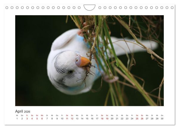 Produktbild: Wellensittichkalender! - Das Original (Wandkalender 2026 DIN A4 quer), CALVENDO Monatskalender