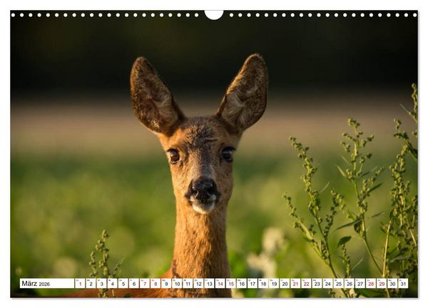 Produktbild: Anmut mit sanften Augen - Rehwild in der freien Natur (Wandkalender 2026 DIN A3 quer), CALVENDO Monatskalender