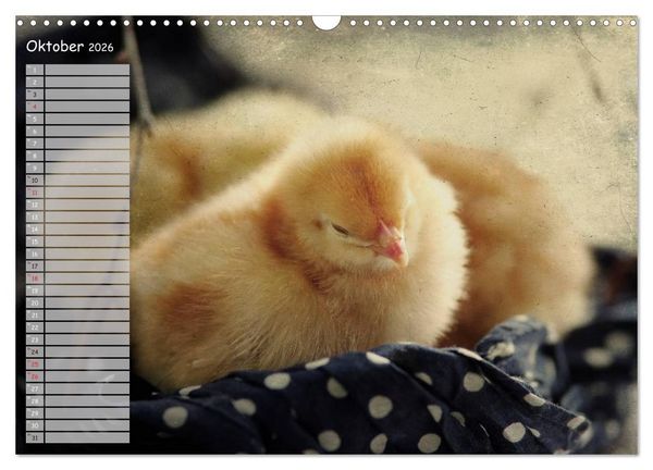 Produktbild: Tierisches aus der K&uuml;ken-Welt (Wandkalender 2026 DIN A3 quer), CALVENDO Monatskalender