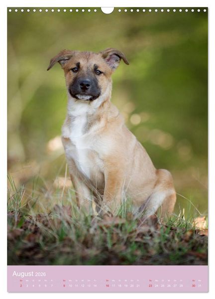 Produktbild: Tierkinder Hunde und Katzen (Wandkalender 2026 DIN A3 hoch), CALVENDO Monatskalender