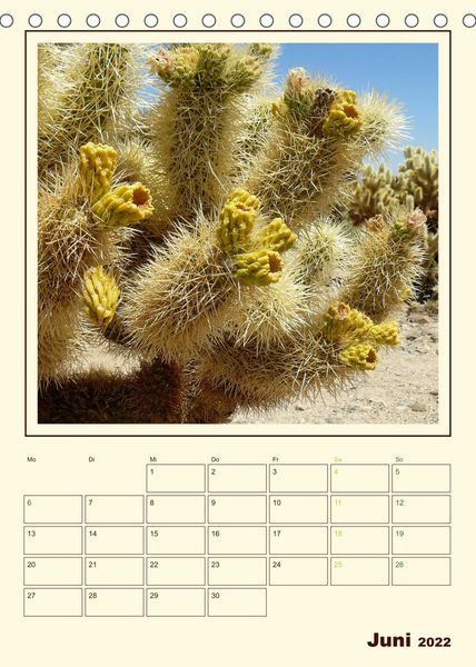 Produktbild: Wilde Kakteen Amerikas (Tischkalender 2022 DIN A5 hoch)