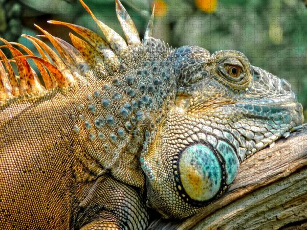 Produktbild: CALVENDO Puzzle Wundersch&ouml;ner Leguan | 1000 Teile Lege-Gr&ouml;&szlig;e 64x48cm Foto-Puzzle f&uuml;r gl&uuml;ckliche Stunden
