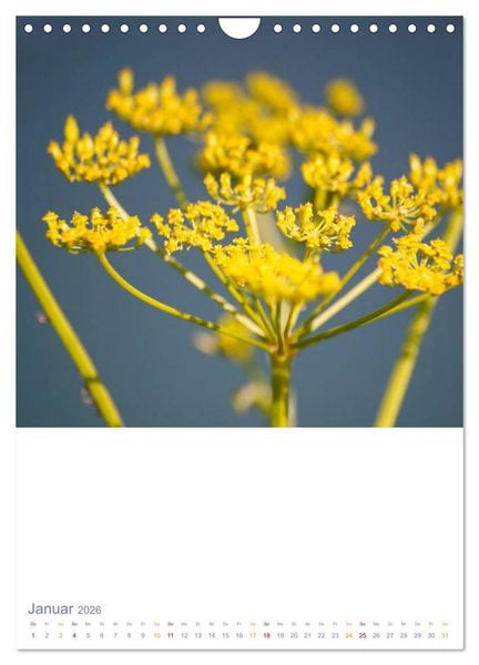 Produktbild: Sch&ouml;ne Wegwarten. Heimische Heilpflanzen am Wegesrand (Wandkalender 2026 DIN A4 hoch), CALVENDO Monatskalender
