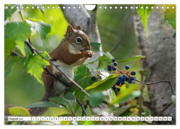 Produktbild: Eichh&ouml;rnchen - Kleine Tiere mit gro&szlig;em Charakter (Wandkalender 2027 DIN A4 quer), CALVENDO Monatskalender