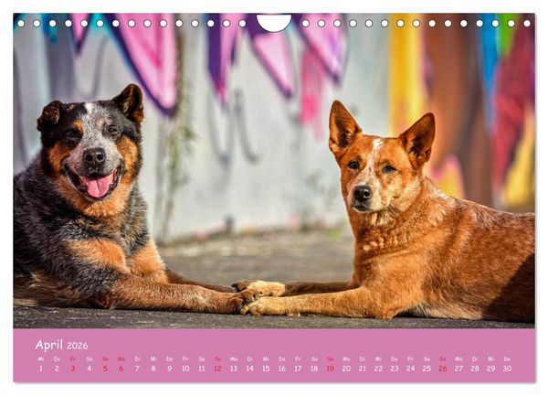 Produktbild: Hunde und Graffiti (Wandkalender 2026 DIN A4 quer), CALVENDO Monatskalender