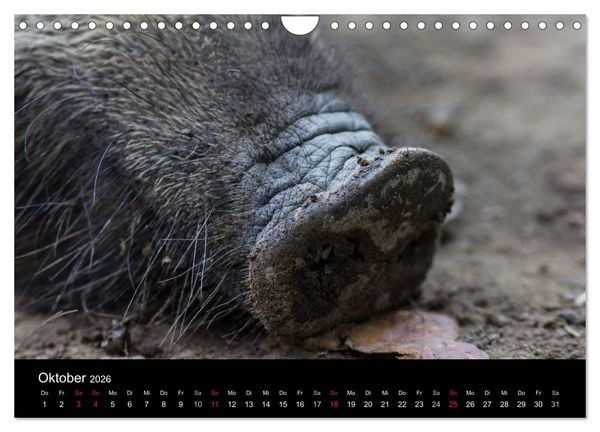 Produktbild: Wilde Wutzen. Das heimische Wildschwein (Wandkalender 2026 DIN A4 quer), CALVENDO Monatskalender