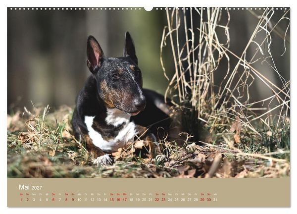 Produktbild: Fantastische Bullterrier - Sieger im Herzen (Wandkalender 2027 DIN A2 quer), CALVENDO Monatskalender