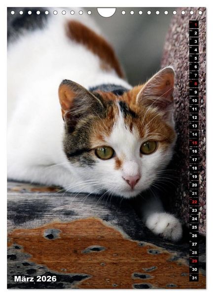 Produktbild: Istanbuls Katzen (Wandkalender 2026 DIN A4 hoch), CALVENDO Monatskalender