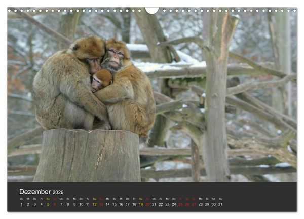 Produktbild: Tierpark-Gera (Wandkalender 2026 DIN A3 quer), CALVENDO Monatskalender