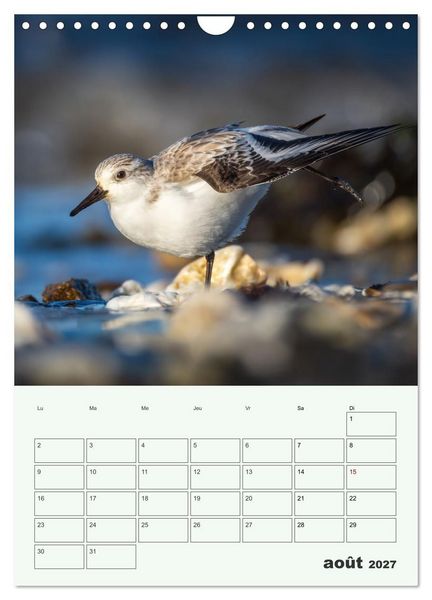Produktbild: Le monde intime des oiseaux (Calendrier mural 2027 DIN A4 horizontal), CALVENDO calendrier mensuel