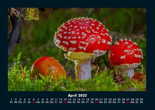 Produktbild: Pilzkalender 2025 Fotokalender DIN A4
