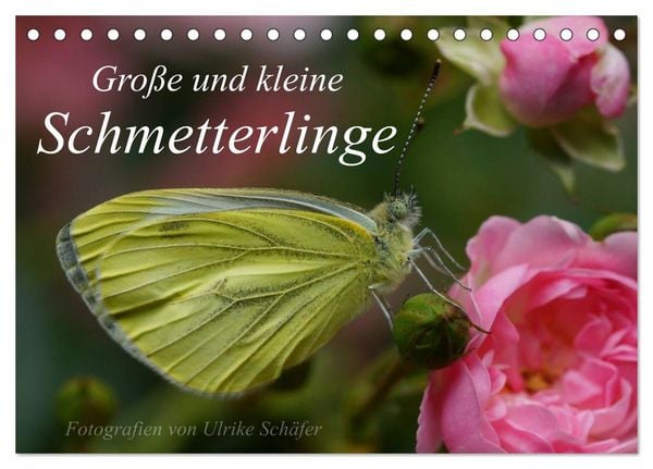 Produktbild: Gro&szlig;e und kleine Schmetterlinge (Tischkalender 2026 DIN A5 quer), CALVENDO Monatskalender