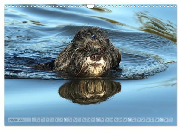 Produktbild: Tibet Terrier Theo (Wandkalender 2026 DIN A3 quer), CALVENDO Monatskalender