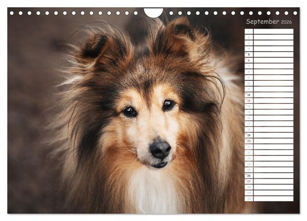Produktbild: Shetland Sheepdogs Blacky, Anry, Mojo 2026 (Wandkalender 2026 DIN A4 quer), CALVENDO Monatskalender