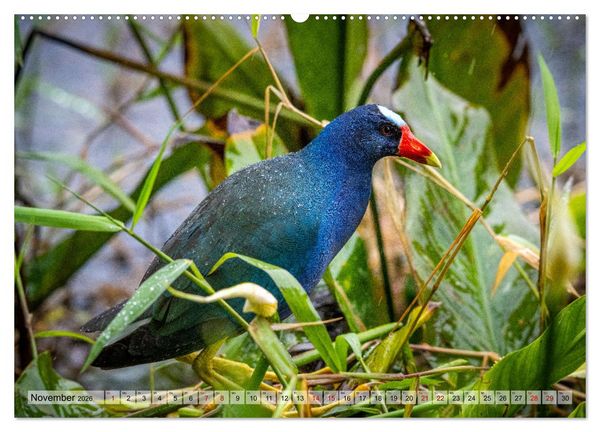 Produktbild: Phantastische Vogelwelt Costa Rica (Wandkalender 2026 DIN A2 quer), CALVENDO Monatskalender