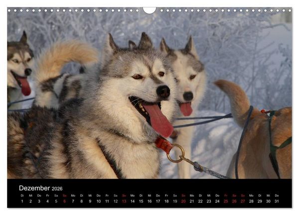 Produktbild: Huskys (Wandkalender 2026 DIN A3 quer), CALVENDO Monatskalender