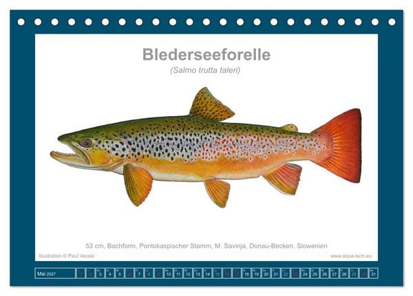 Produktbild: Fisch als Kunst 2027: Seeforellen (Tischkalender 2027 DIN A5 quer), CALVENDO Monatskalender