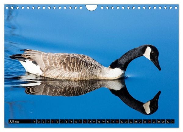 Produktbild: Gr&uuml;&szlig;e von Pellworm (Wandkalender 2026 DIN A4 quer), CALVENDO Monatskalender