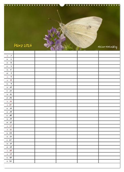 Produktbild: Schmetterlinge in Bayern (Wandkalender 2026 DIN A2 hoch), CALVENDO Monatskalender