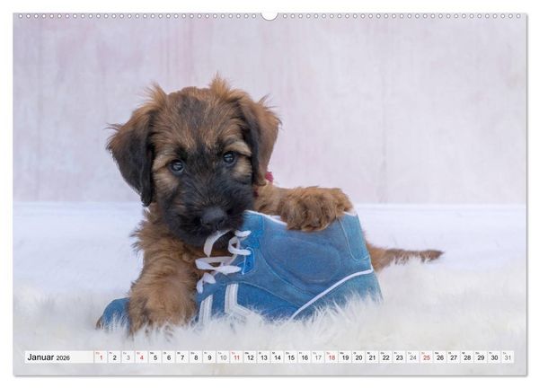 Produktbild: Berger de Brie - Welpen (Wandkalender 2026 DIN A2 quer), CALVENDO Monatskalender