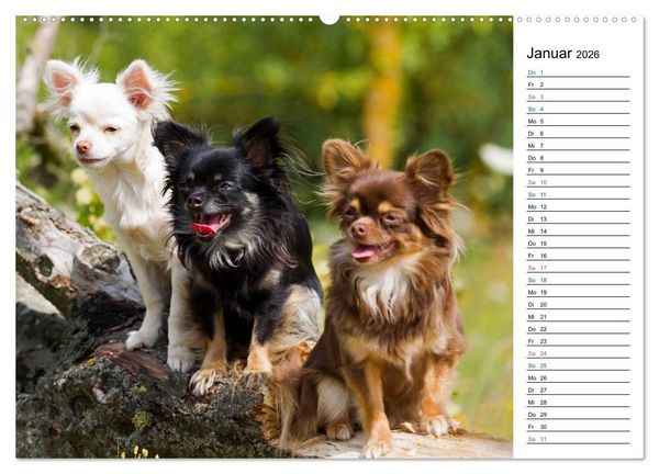 Produktbild: Chihuahuas - kleine Herzensbrecher (hochwertiger Premium Wandkalender 2026 DIN A2 quer), Kunstdruck in Hochglanz