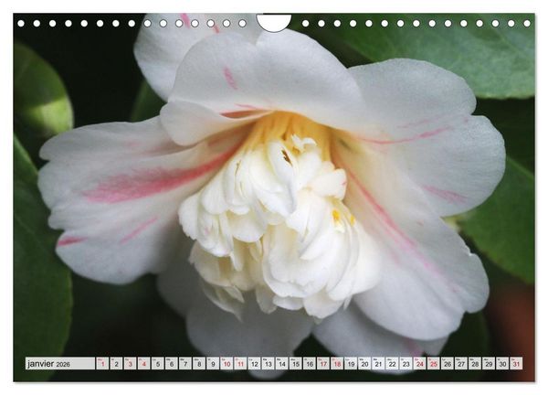 Produktbild: Plaisir des fleurs (Calendrier mural 2026 DIN A4 vertical), CALVENDO calendrier mensuel