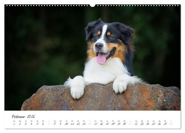 Produktbild: Wunderbare Australian Shepherds (hochwertiger Premium Wandkalender 2026 DIN A2 quer), Kunstdruck in Hochglanz