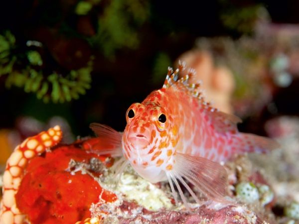 Produktbild: CALVENDO Puzzle Fischportr&auml;t, Malediven 1000 Teile Puzzle quer | 1000 Teile Lege-Gr&ouml;&szlig;e 64 &times; 48 cm Foto-Puzzle f&uuml;r gl&uuml;ckliche Stunden