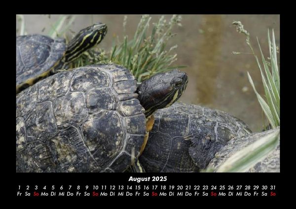 Produktbild: Schildkr&ouml;tenzauber 2025 Fotokalender DIN A3